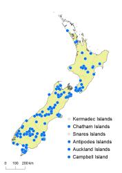 Cardamine corymbosa distribution map based on databased records at AK, CHR, OTA & WELT.
 Image: K.Boardman © Landcare Research 2018 CC BY 4.0